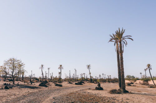 En la Palmeraie de Marrakech