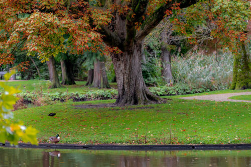 En el Vondelpark de Ámsterdam