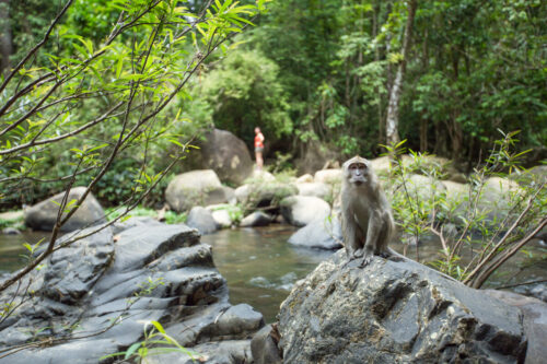 En la selva de Khao Sok