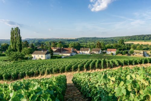 Viñedos, montaña de Reims