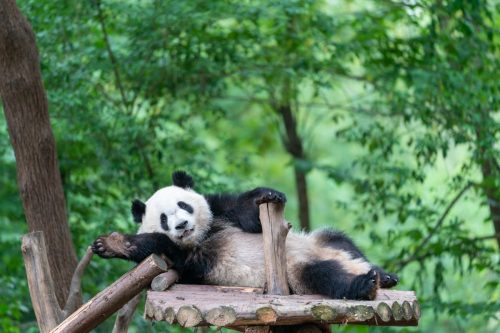 Los pandas de Chenghua, Chengdu, China